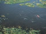 Africa 264 : Aerial View, Africa, Animal, Botswana, Delta, Hippopotamus, Landscape, Mammal, Mombo, Okavango, Travel